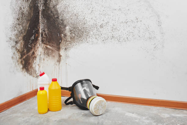 Best Commercial Mold Removal  in Greilickville, MI