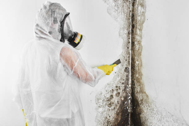 Mold Testing and Removal in Greilickville, MI