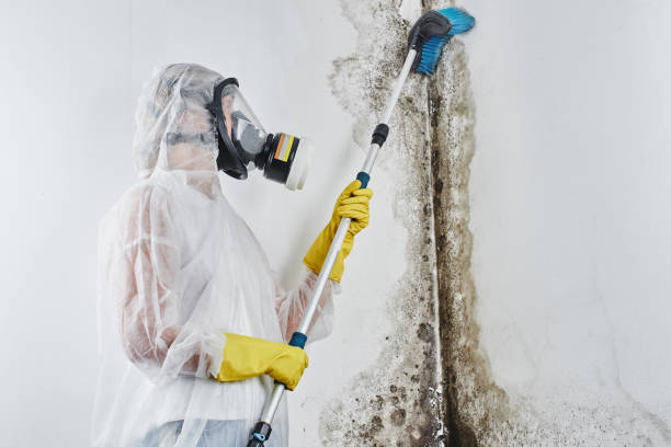 Best Fast Mold Removal  in Greilickville, MI