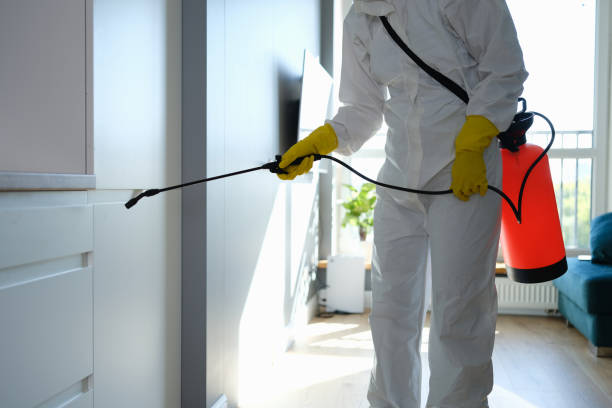 Best Local Mold Removal Service  in Greilickville, MI