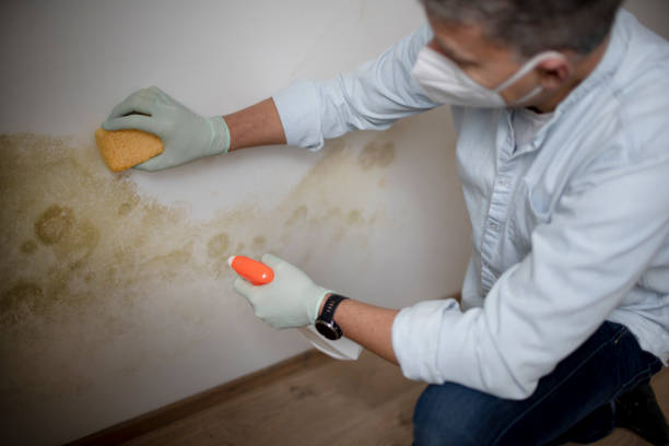 Best Residential Mold Removal  in Greilickville, MI