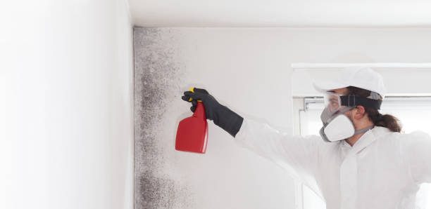 Professional Mold Removal in Greilickville, MI