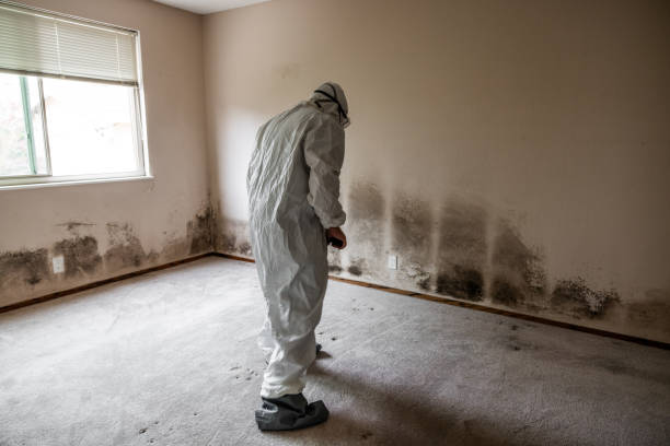 Best Mold Damage Repair  in Greilickville, MI