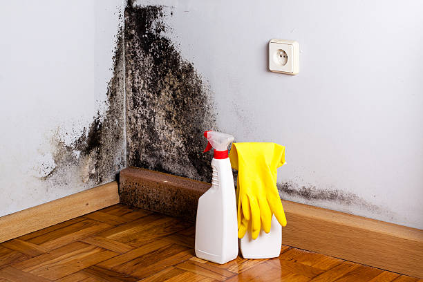 Best Mold Remediation  in Greilickville, MI