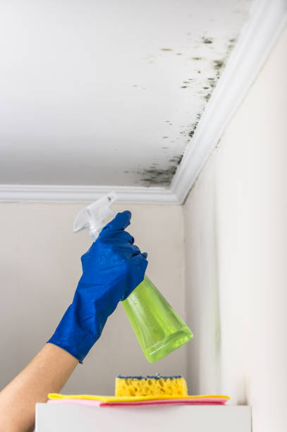 Mold Removal and Inspection in Greilickville, MI